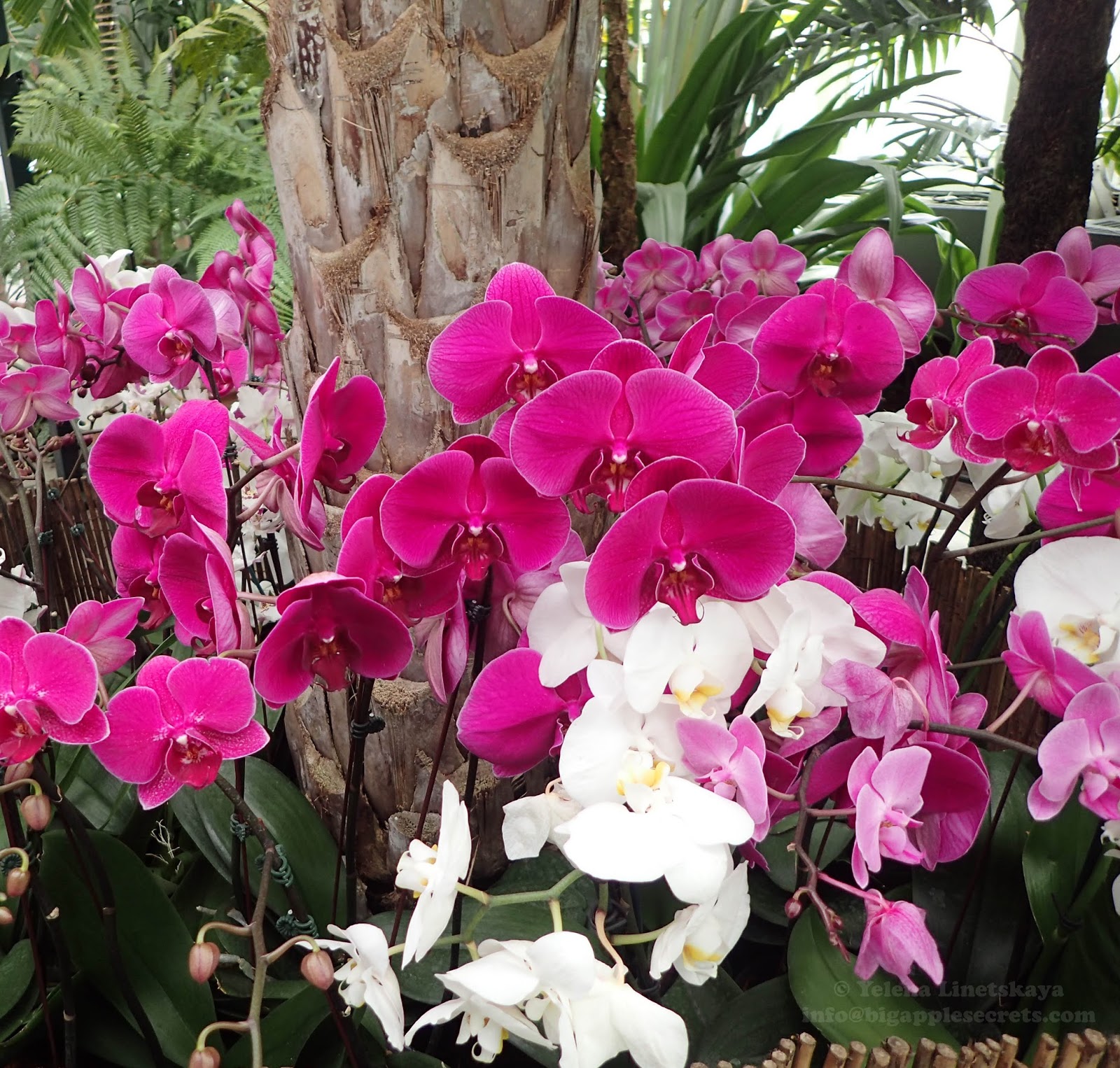 Ботанический сад в москве (москва, россия): Progulki Po Nyu Jorku Vystavka Orhidej V Botanicheskom Sadu Mart 2018