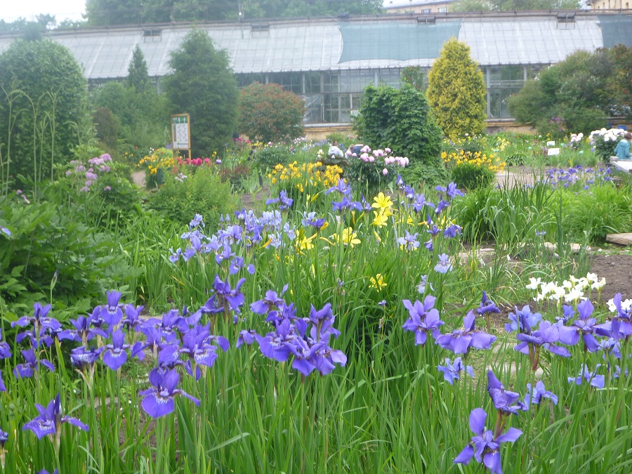 Она попросила черенок от понравившегося растения и посадила его у . Daim Blond Iyunya 2015