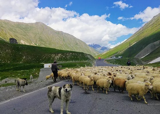 По пути осмотрим самые красивые места на . Kazbegi Voenno Gruzinskaya Doroga Tury I Puteshestviya Po Gruzii