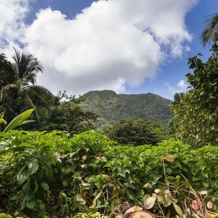 Купить экскурсионный тур из москвы в мартинику в 2021 году по низкой цене от компании стартур. Martinika Martinique