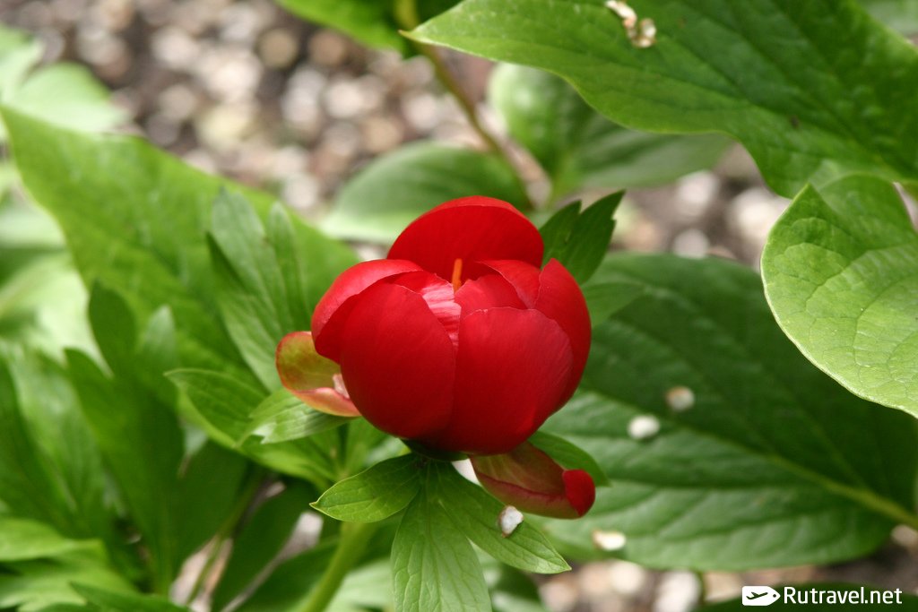 26+ Входной Билет В Ботанический Сад Картинки