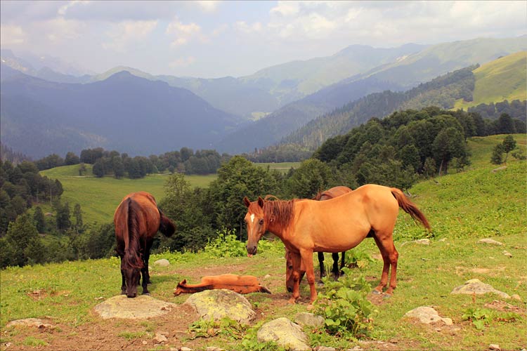 Эксклюзивные Экскурсия Альпийские Луга Абхазия Цены&nbsp;2022