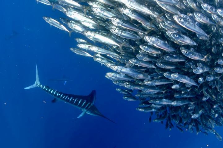 21+ Туры В Калифорнию&nbsp;Отзывы