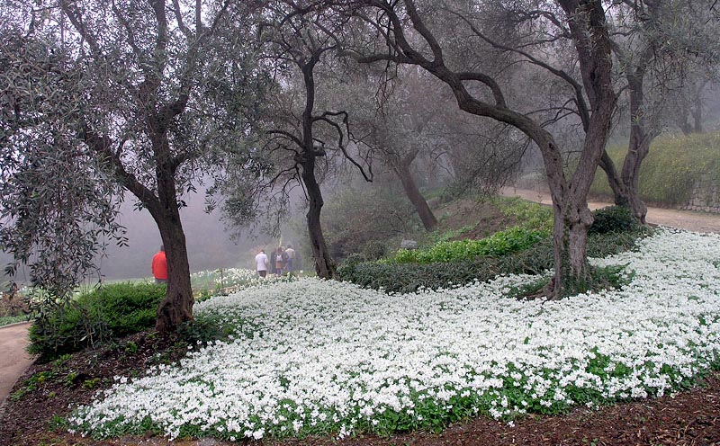 34+ Никитский Ботанический Сад Онлайн Экскурсия&nbsp;Фото