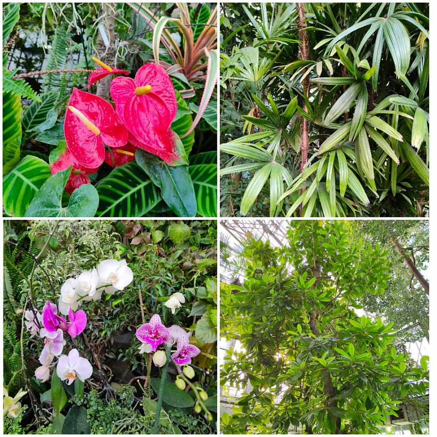 Рекламные Ботанический Сад Томск Экскурсии Цены&nbsp;2022