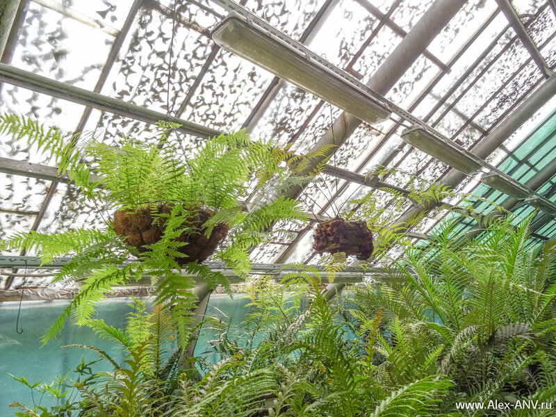 17+ Оранжерея Ботанический Сад Экскурсия цены и отзывы 2022
