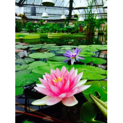 Эксклюзивные Ботанический Сад Маршрут Отзывы