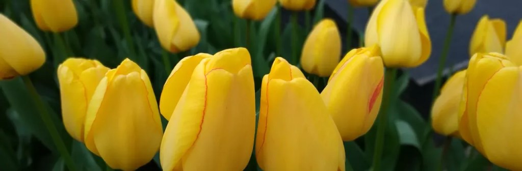 Эксклюзивные Цена Билета В Ботанический Сад&nbsp;Отзывы